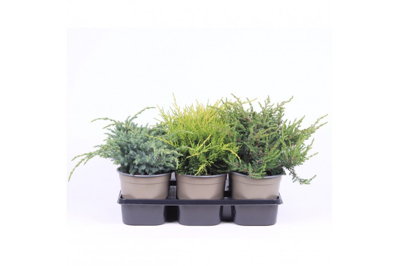 Juniperus mix mixtray 