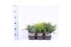 Juniperus mix mixtray 