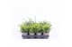 Juniperus mix 
