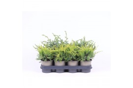 Juniperus mix