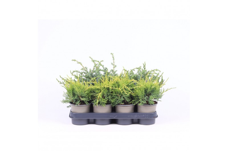 Juniperus mix 