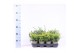 Juniperus mix 