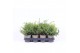 Juniperus mix 