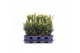 Taxus media hicksii 
