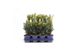 Taxus media hicksii
