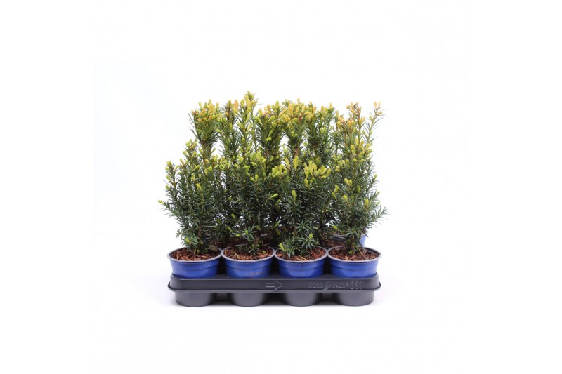 Taxus media hicksii 