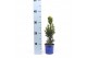 Taxus media hicksii 