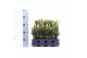 Taxus media hicksii 