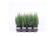 Juniperus chinensis stricta 