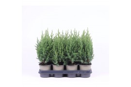 Juniperus chinensis stricta