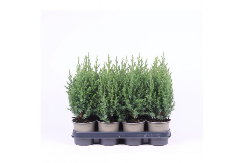 Juniperus chinensis stricta 