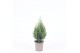 Juniperus chinensis stricta 