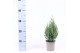 Juniperus chinensis stricta 