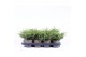 Juniperus communis repanda 