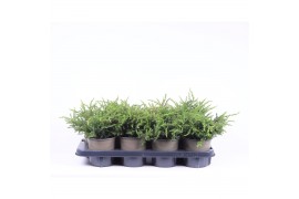 Juniperus communis repanda
