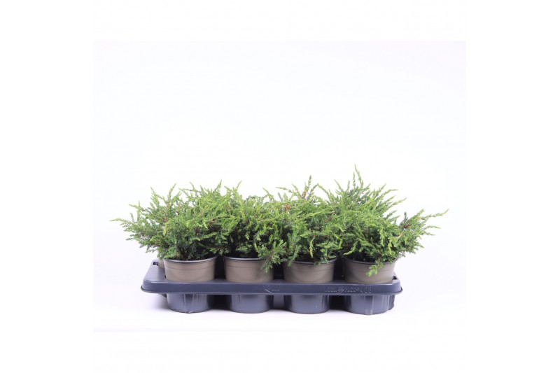 Juniperus communis repanda 