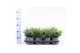 Juniperus communis repanda 