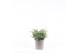 Juniperus communis repanda 