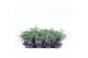Juniperus squamata blue carpet 