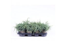 Juniperus squamata blue carpet