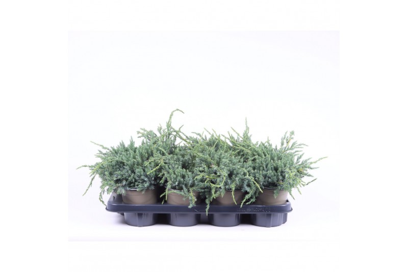 Juniperus squamata blue carpet 