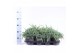 Juniperus squamata blue carpet 