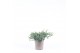 Juniperus squamata blue carpet 