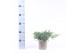 Juniperus squamata blue carpet 