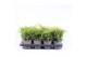 Juniperus x pfitzeriana old gold 