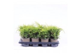 Juniperus x pfitzeriana old gold