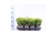 Juniperus x pfitzeriana old gold 