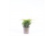 Juniperus x pfitzeriana old gold 