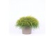 Chamaecyparis pisifera sungold 