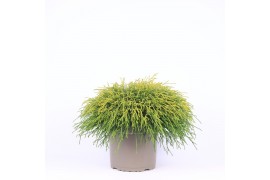 Chamaecyparis pisifera sungold