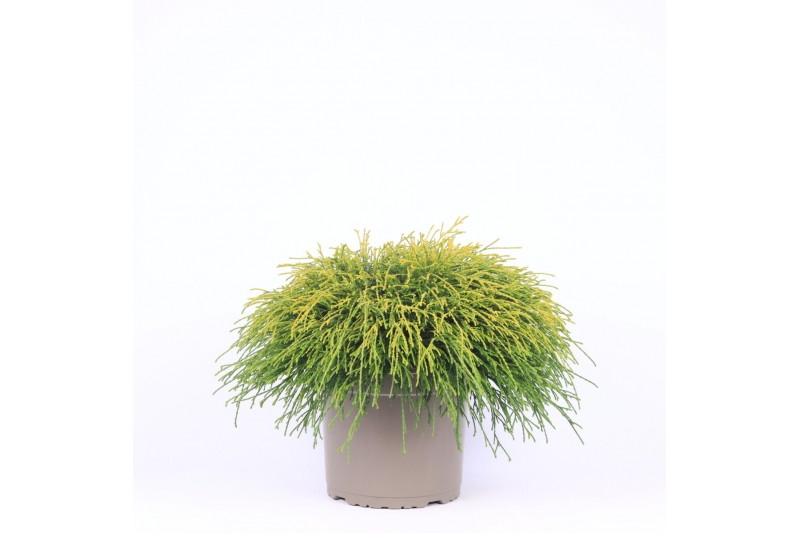 Chamaecyparis pisifera sungold 