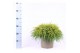Chamaecyparis pisifera sungold 