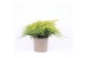 Juniperus x pfitzeriana old gold 