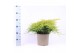 Juniperus x pfitzeriana old gold 