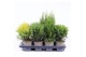 Thuja occidentalis mix 