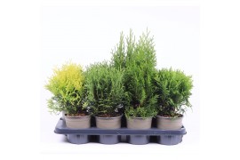 Thuja occidentalis mix
