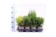 Thuja occidentalis mix 