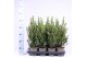Picea glauca conica 