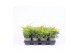 Juniperus x pfitzeriana gold coast 