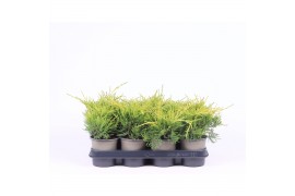 Juniperus x pfitzeriana gold coast