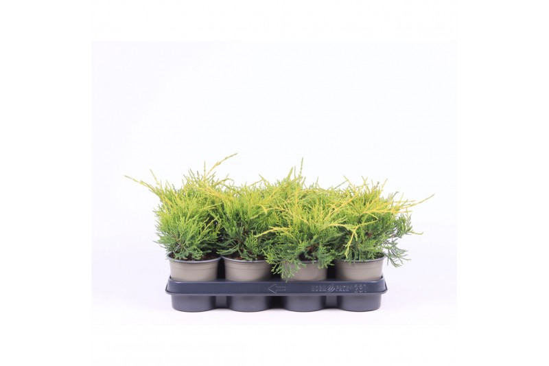 Juniperus x pfitzeriana gold coast 
