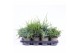 Juniperus mix mixtray 