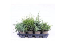 Juniperus mix mixtray
