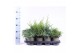 Juniperus mix mixtray 