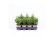 Thuja occidentalis mix 