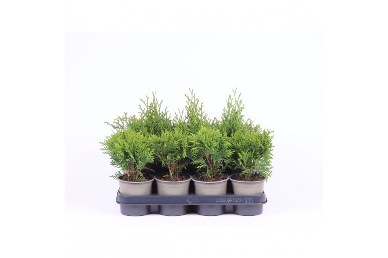 Thuja occidentalis mix 